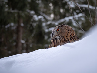 Eurasian eagle-owl (Bubo Bubo) in snowy fores. Eurasian eagle owl sitting on snowy ground. Owl portrait.