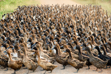 Fototapeta premium Flock of ducks walking on dirt road in plantation
