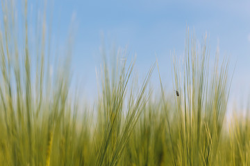 little beetle climbing a stalk in a corn field