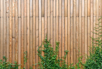 Wooden wall panel with ivy plant