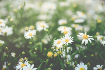 Fototapeta premium Daisy flower or Chamomile yellow pollen blossom