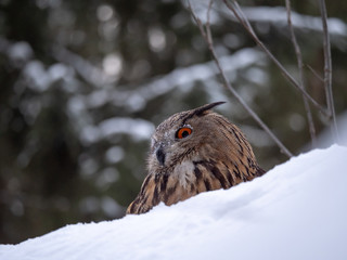 Eurasian eagle-owl (Bubo Bubo) in snowy fores. Eurasian eagle owl sitting on snowy ground. Owl portrait.