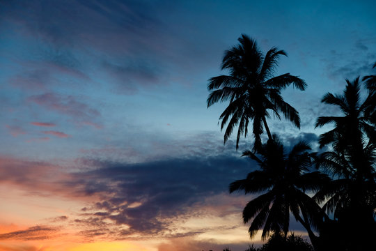 Tropical Sunset Palm Silhouette Landscape. Sri Lanka Beach