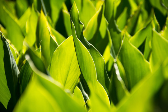 Detalha de folha de planta em jardim brasileiro