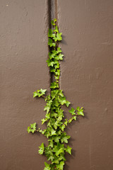 Green leafy vines growing up in a crack on a brown concrete wall