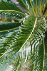 
Tropical palm leaf macro photography