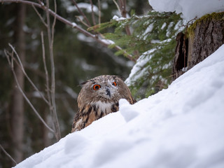 Eurasian eagle-owl (Bubo Bubo) in snowy fores. Eurasian eagle owl sitting on snowy ground. Owl portrait.