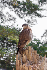 Fototapeta premium hawk in a branch tree forest nature bokeh bird portrait