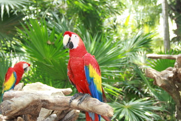 Guacamaya