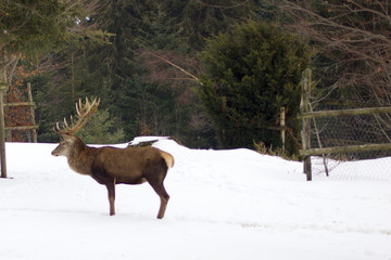 Hirsch im Schnee