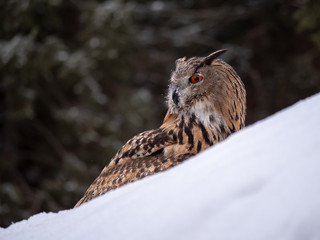 Eurasian eagle-owl (Bubo Bubo) in snowy fores. Eurasian eagle owl sitting on snowy ground. Owl portrait.