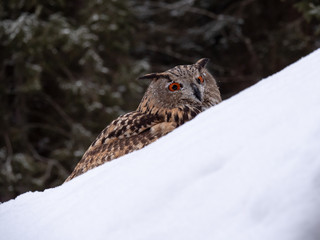 Eurasian eagle-owl (Bubo Bubo) in snowy fores. Eurasian eagle owl sitting on snowy ground. Owl portrait.
