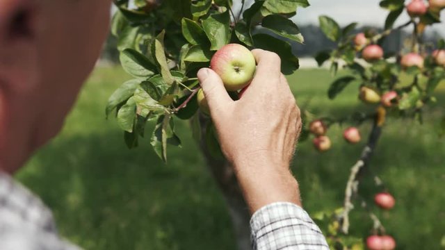 Slow motion man hands stretches and breaks apples on the branch agriculture food fresh fruit garden nature summer tree harvest health organic sun vitamins leaf plant growth eat farm sunlight meadow