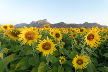 Fototapeta premium Lanscape of sunflower fields with mountain background.