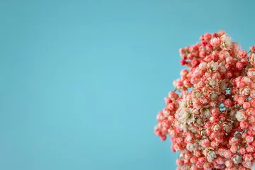 Blumen in Korallenfarbe auf blauem Hintergrund. Farbe des Jahres 2019 lebende Koralle. © Yevheniia Yasenenko