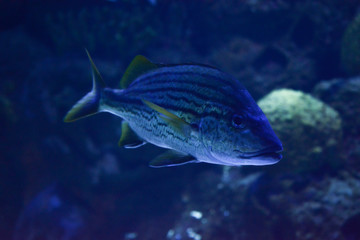 Dark blue fish swimming underwater on a coral reef