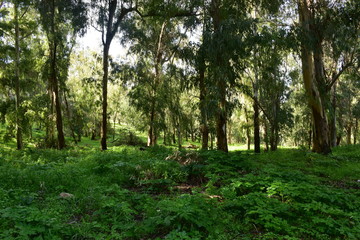 bosco di eucalipti su monte Pellegrino, Palermo, Sicilia. Riserva naturale