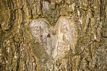 Shape of a heart carved out of the bark of an old tree