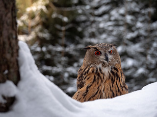 Eurasian eagle-owl (Bubo Bubo) in snowy fores. Eurasian eagle owl sitting on snowy ground. Owl portrait.