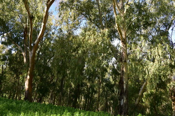 bosco di eucalipti su monte Pellegrino, Palermo, Sicilia. Riserva naturale