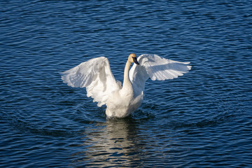 white swan on the lake