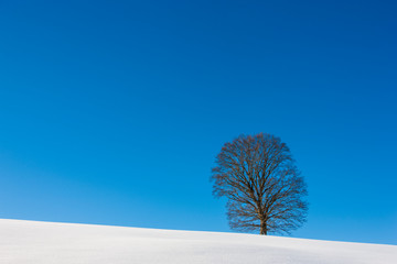 Isolated tree on the Mount Grappa in Italy