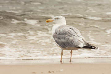 Mewa na bałtyckiej plaży