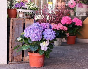 Fototapeta na wymiar Pots with beautiful blooming pink and purple hydrangea flowers for sale outside flower shop. Garden store entrance decorated with rustic style wooden box and wicker flower pots.