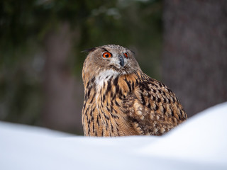 Eurasian eagle-owl (Bubo Bubo) in snowy fores. Eurasian eagle owl sitting on snowy ground. Owl portrait.