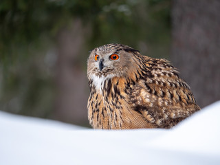 Eurasian eagle-owl (Bubo Bubo) in snowy fores. Eurasian eagle owl sitting on snowy ground. Owl portrait.