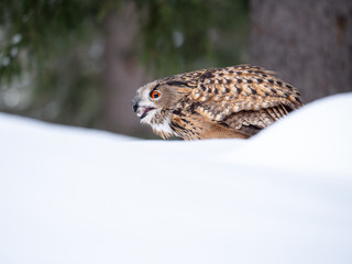 Eurasian eagle-owl (Bubo Bubo) in snowy fores. Eurasian eagle owl sitting on snowy ground. Owl portrait.