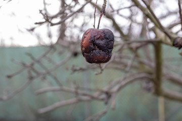 Plant diseases. Monilinia fructigena. Infected apples grow in the tree branch with typical signs of...