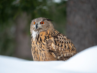 Eurasian eagle-owl (Bubo Bubo) in snowy fores. Eurasian eagle owl sitting on snowy ground. Owl portrait.