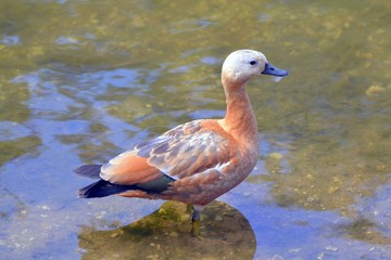 Duck ruddy shelduck in the water