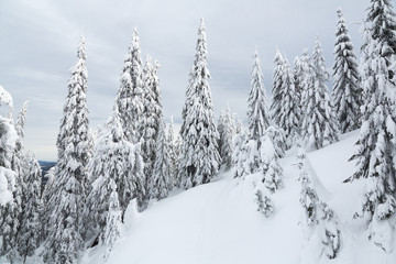 Fototapeta premium Bukovel in the winter. Snow-capped mountain peaks. Ukrainian Carpathians.