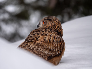 Eurasian eagle-owl (Bubo Bubo) in snowy fores. Eurasian eagle owl sitting on snowy ground. Owl portrait.