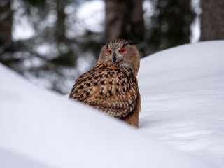 Eurasian eagle-owl (Bubo Bubo) in snowy fores. Eurasian eagle owl sitting on snowy ground. Owl portrait.