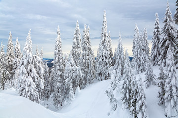 Obraz premium Bukovel in the winter. Snow-capped mountain peaks. Ukrainian Carpathians.