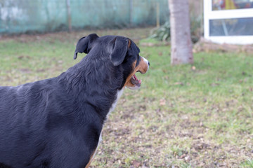 ppenzeller Sennenhund. The dog is standing in the park on the Winter. Portrait of a Appenzeller Mountain Dog