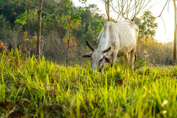 Obraz premium Low angle view cow is eating grass