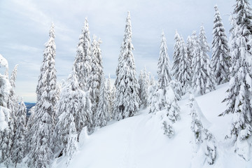 Bukovel in the winter. Snow-capped mountain peaks. Ukrainian Carpathians.