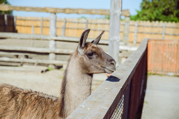 lama at zoo close up. sunny day