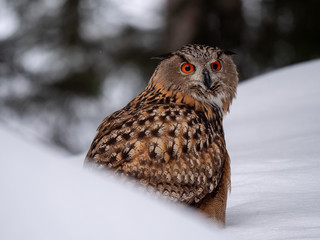 Eurasian eagle-owl (Bubo Bubo) in snowy fores. Eurasian eagle owl sitting on snowy ground. Owl portrait.
