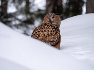 Eurasian eagle-owl (Bubo Bubo) in snowy fores. Eurasian eagle owl sitting on snowy ground. Owl portrait.
