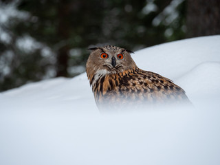 Eurasian eagle-owl (Bubo Bubo) in snowy fores. Eurasian eagle owl sitting on snowy ground. Owl portrait.