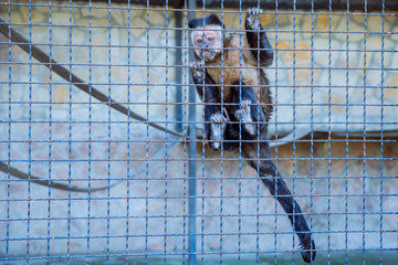 Capuchin in zoo cage. life in custody