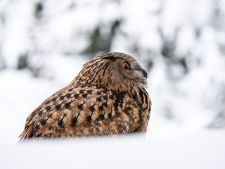 Eurasian eagle-owl (Bubo Bubo) in snowy fores. Eurasian eagle owl sitting on snowy ground. Owl portrait.