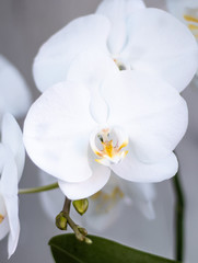 Fototapeta na wymiar flowers of white orchid, white orchid