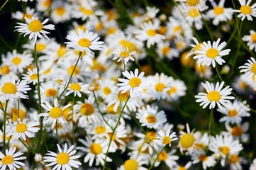 Fototapeta premium Chamomile field