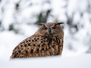 Eurasian eagle-owl (Bubo Bubo) in snowy fores. Eurasian eagle owl sitting on snowy ground. Owl portrait.